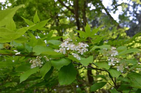 東北 植物|東北森林管理局/植物図鑑・開花季節別索引（春）